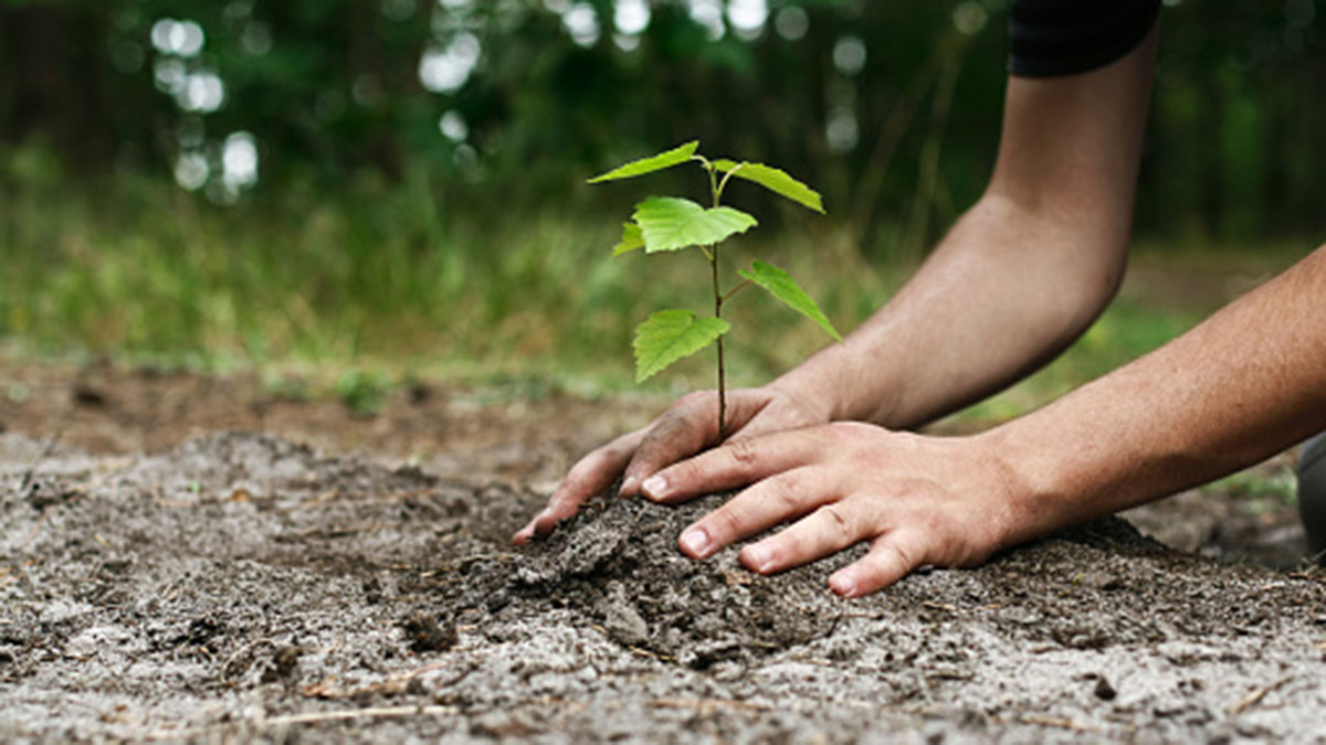 Small plant in the ground with two hands around it.  The ground is wet and the background is out-of-focus greenery.